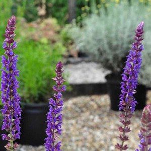 Sauge nemorosa  - salvia nemorosa 'ostfriesland'  - godet 9x9 cm