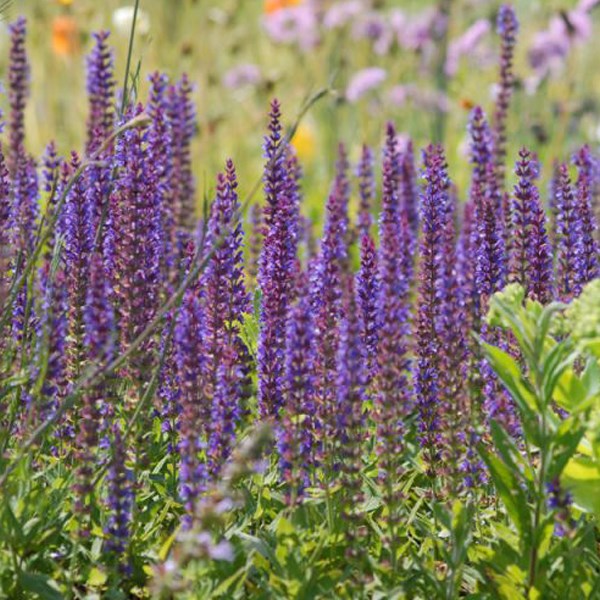 6 x sauge nemorosa - salvia nemorosa 'ostfriesland' - godet 9x9 cm