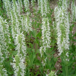 6 x sauge nemorosa 'schneehugel' - salvia nemorosa 'schneehuegel' - godet 9x9