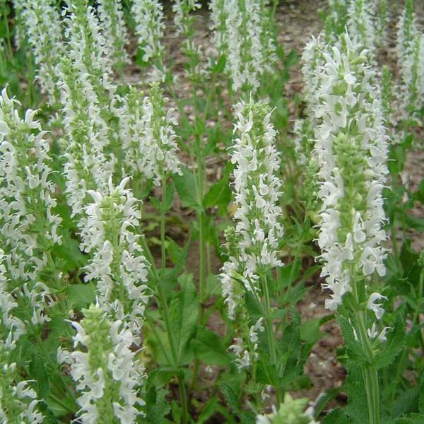 6 x sauge nemorosa 'schneehugel' - salvia nemorosa 'schneehuegel' - godet 9x9
