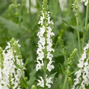 6 x sauge nemorosa 'schneehugel' - salvia nemorosa 'schneehuegel' - godet 9x9