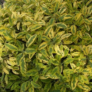 Sauge officinale  - salvia officinalis 'aurea'  - godet 9x9 cm