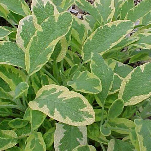 6 x sauge officinale - salvia officinalis 'aurea' - godet 9x9 cm