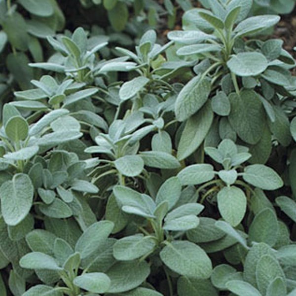 6 x sauge officinale - salvia officinalis 'berggarten' - godet 9x9 cm