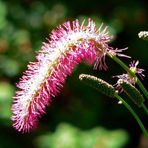 6 x pimprenelle obtusa - sanguisorba obtusa  - godet 9x9 cm