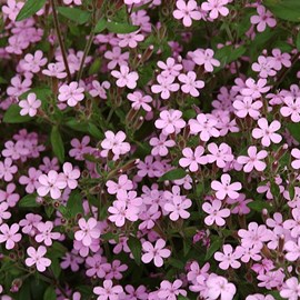 6 x saponaire de montpellier - saponaria ocymoides  - godet 9x9 cm