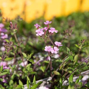 6 x saponaire de montpellier - saponaria ocymoides  - godet 9x9 cm