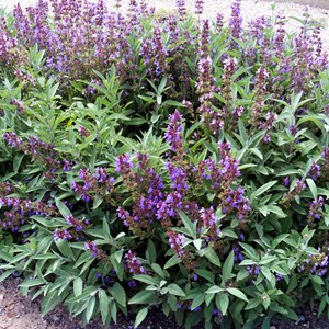 6 x sauge officinale - salvia officinalis  - godet 9x9 cm