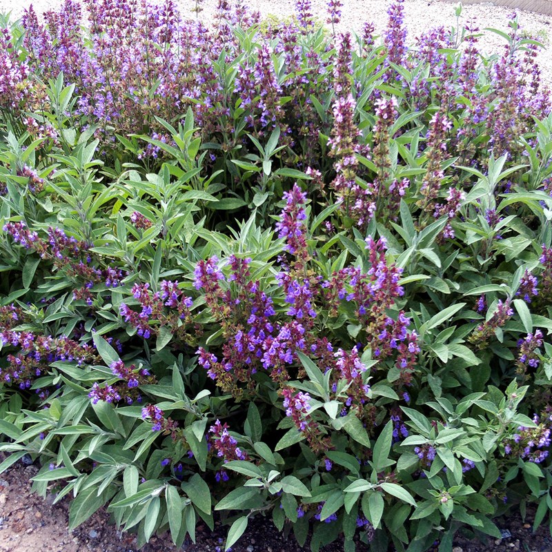 6 x sauge officinale - salvia officinalis - godet 9x9 cm