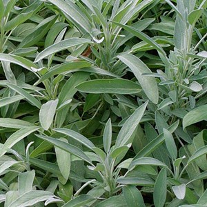 6 x sauge officinale - salvia officinalis  - godet 9x9 cm