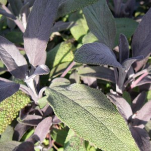 Sauge officinale  - salvia officinalis 'purpurascens'  - godet 9x9 cm