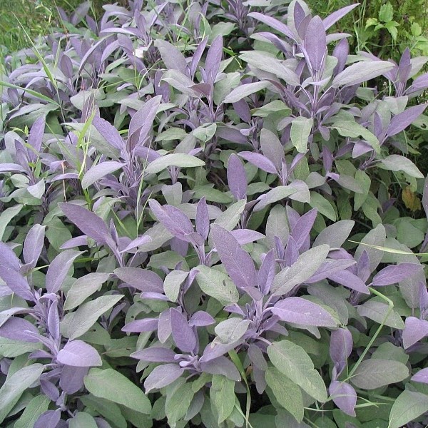 6 x sauge officinale - salvia officinalis 'purpurascens' - godet 9x9 cm