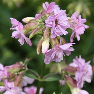 Saponaire officinale  - saponaria officinalis 'rosea plena'  - godet 9x9 cm