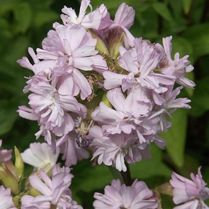 6 x saponaire officinale  - saponaria officinalis 'rosea plena'  - godet 9x9 cm