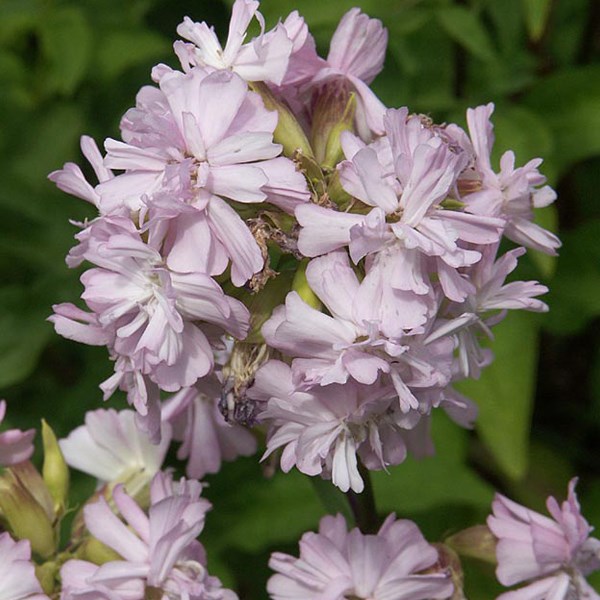 6 x saponaire officinale - saponaria officinalis 'rosea plena' - godet 9x9 cm