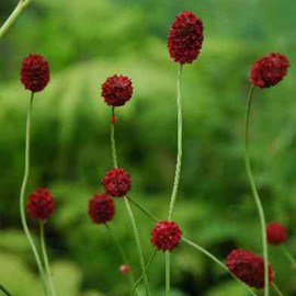 Pimprenelle obtusa  - sanguisorba officinalis 'tanna'  - godet 9x9 cm