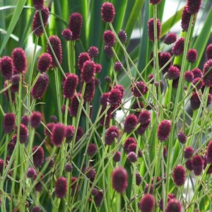 Pimprenelle obtusa  - sanguisorba officinalis 'tanna'  - godet 9x9 cm