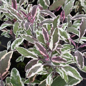 Sauge officinale  - salvia officinalis 'tricolor'  - godet 9x9 cm