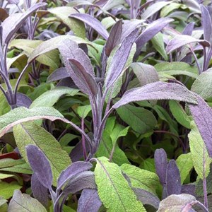 6 x sauge officinale  - salvia officinalis 'tricolor'  - godet 9x9 cm