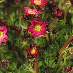 Saxifrage  - saxifraga 'pixie'  - godet 9x9 cm