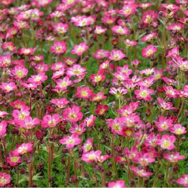 6 x saxifrage - saxifraga 'pixie' - godet 9x9 cm