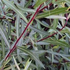 2 x saule pourpre  - salix purpurea 'nana'  - 30-40 cm pot