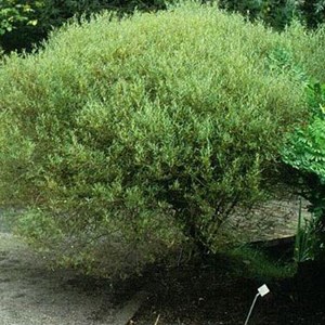 2 x saule pourpre  - salix purpurea 'nana'  - 50-60 cm pot