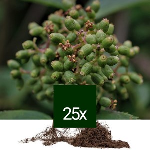 Sureau à grappes - racine nue - sambucus racemosa - 25 x 60-90 cm racines nues