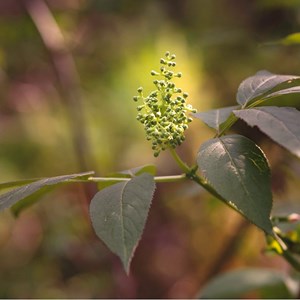 Sureau à grappes - racine nue - sambucus racemosa - 25 x 60-90 cm racines nues