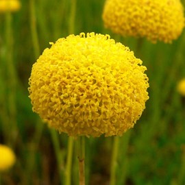 6 x santoline virens - santolina rosmarinifolia  - godet 9x9 cm