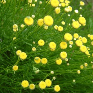 6 x santoline virens - santolina rosmarinifolia  - godet 9x9 cm