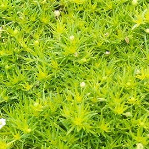 Sagine subulée  - sagina subulata 'aurea'  - godet 9x9 cm