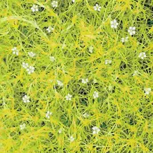 Sagine subulée  - sagina subulata 'aurea'  - godet 9x9 cm