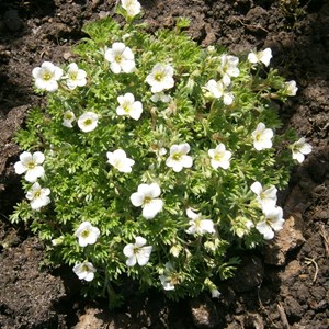 Saxifrage d'arends  - saxifraga 'schneeteppich'  - godet 9x9 cm