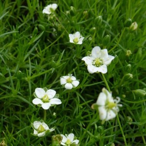 6 x sagine subulée - sagina subulata  - godet 9x9 cm