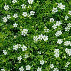 6 x sagine subulée - sagina subulata  - godet 9x9 cm