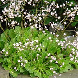 6 x désespoir du peintre - saxifraga urbium  - godet 9x9 cm