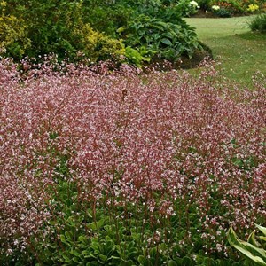 6 x désespoir du peintre - saxifraga urbium  - godet 9x9 cm