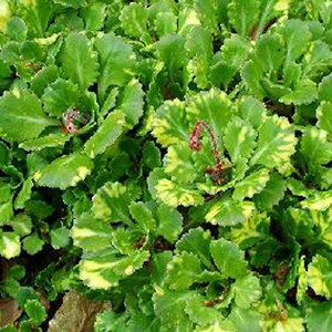 Désespoir du peintre  - saxifraga urbium 'variegata'  - godet 9x9 cm