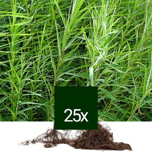 Saule des vanniers - racine nue - salix viminalis - 25 x 60-90 cm racines nues