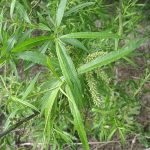 Saule des vanniers - racine nue - salix viminalis - 25 x 60-90 cm racines nues