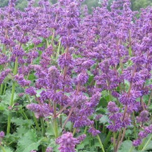 Sauge verticillée  - salvia verticillata 'purple rain'  - godet 9x9 cm
