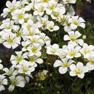 Saxifrage  - saxifraga 'white pixie'  - godet 9x9 cm