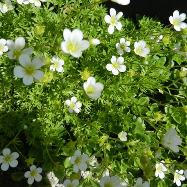 6 x saxifrage - saxifraga 'white pixie' - godet 9x9 cm
