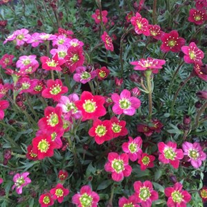 Saxifrage d'arends  - saxifraga 'purpurteppich'  - godet 9x9 cm