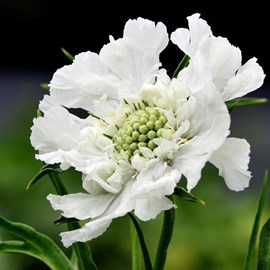 Scabieuse caucasienne  - scabiosa caucasica 'alba'  - godet 9x9 cm