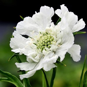 6 x scabieuse caucasienne  - scabiosa caucasica 'alba'  - godet 9x9 cm