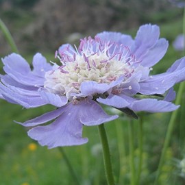 Scabieuse caucasienne  - scabiosa caucasica 'perfecta'  - godet 9x9 cm