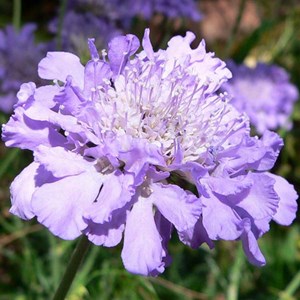 Petite scabieuse  - scabiosa columbaria 'butterfly blue'  - godet 9x9 cm