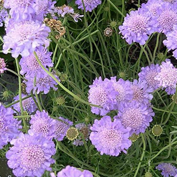 6 x petite scabieuse - scabiosa columbaria 'butterfly blue' - godet 9x9 cm